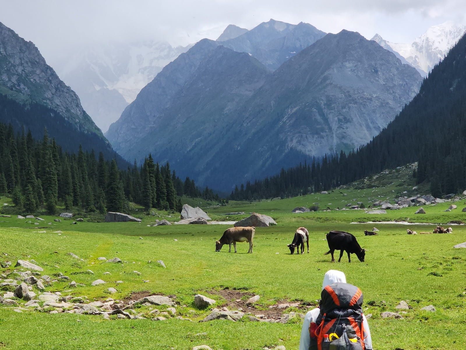 Hiker in the lush meadows of the Djeti-Oguz Valley.
