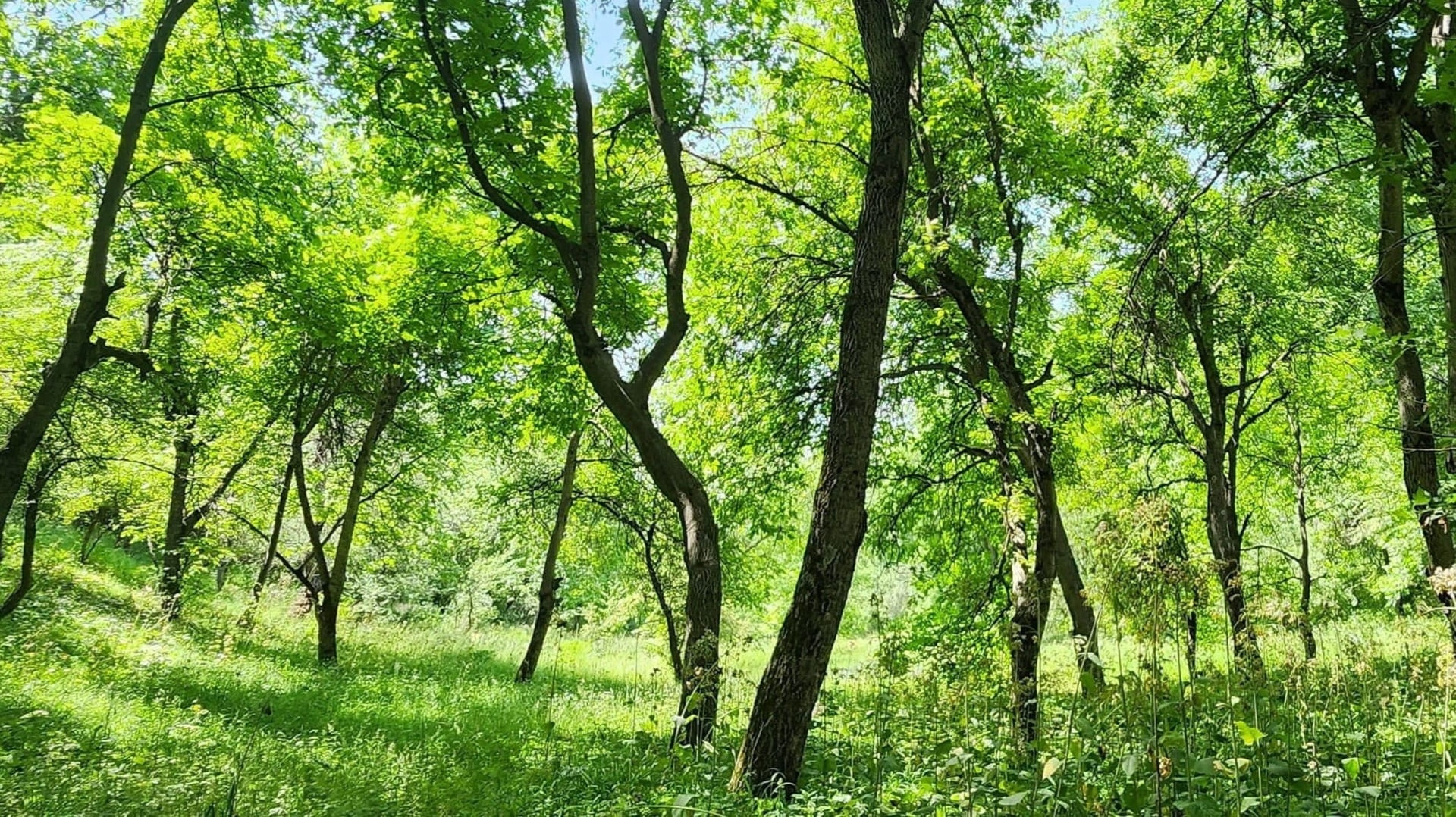 Walnut Groves