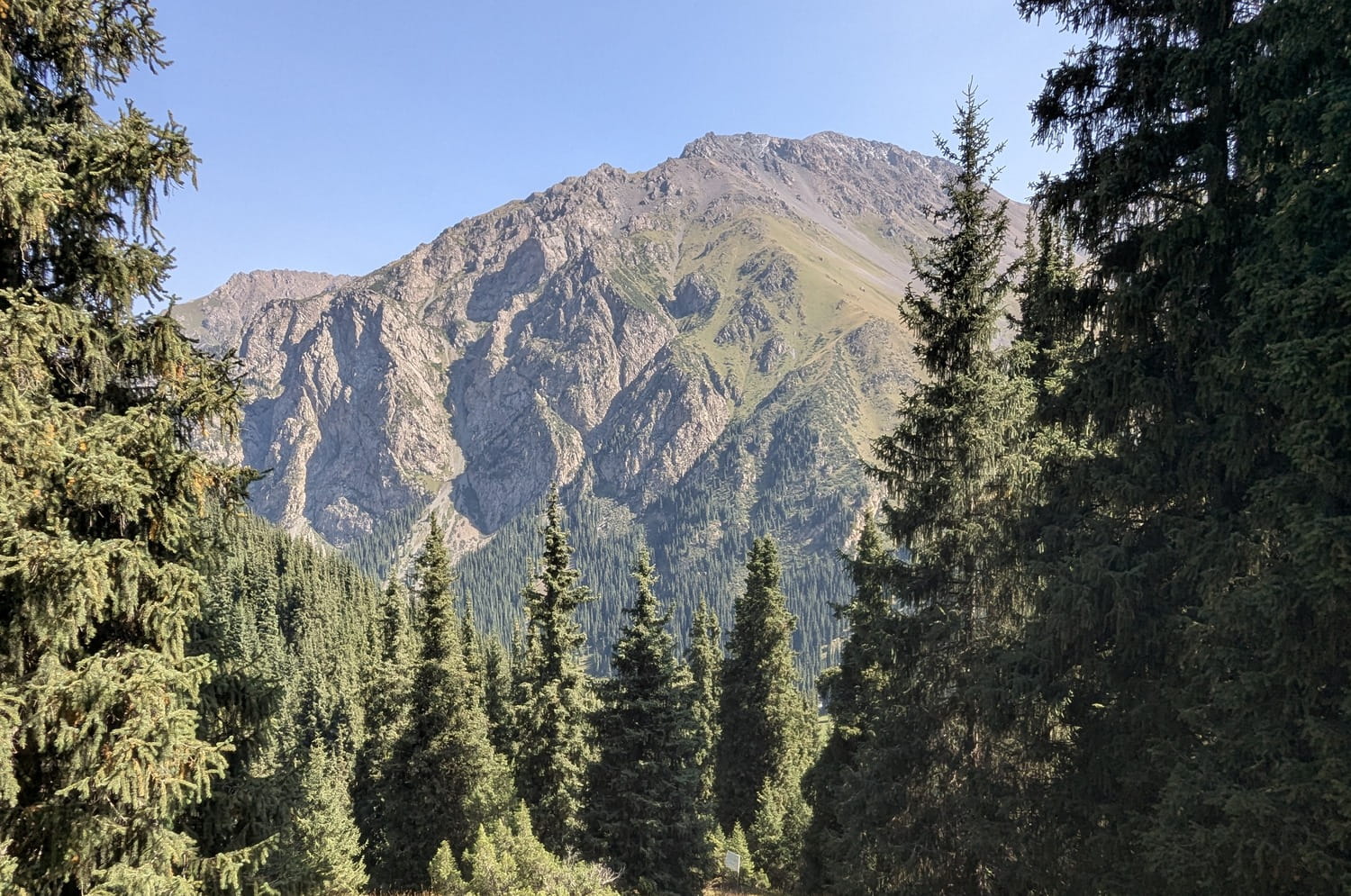 Ascending through native spruce forest on route to Teleti Pass