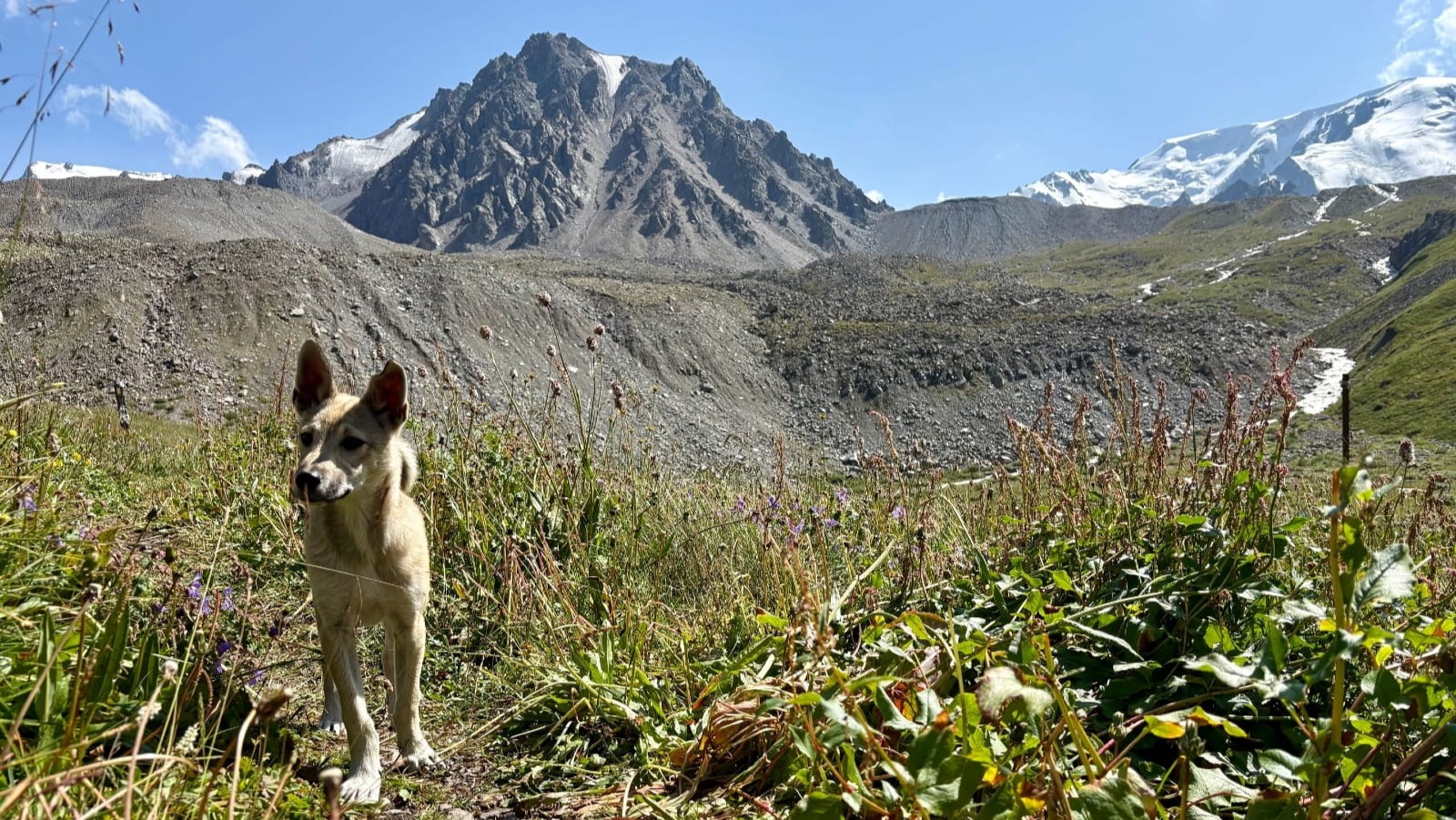 Dog in the mountain meadows of Eastern Kazakhstan