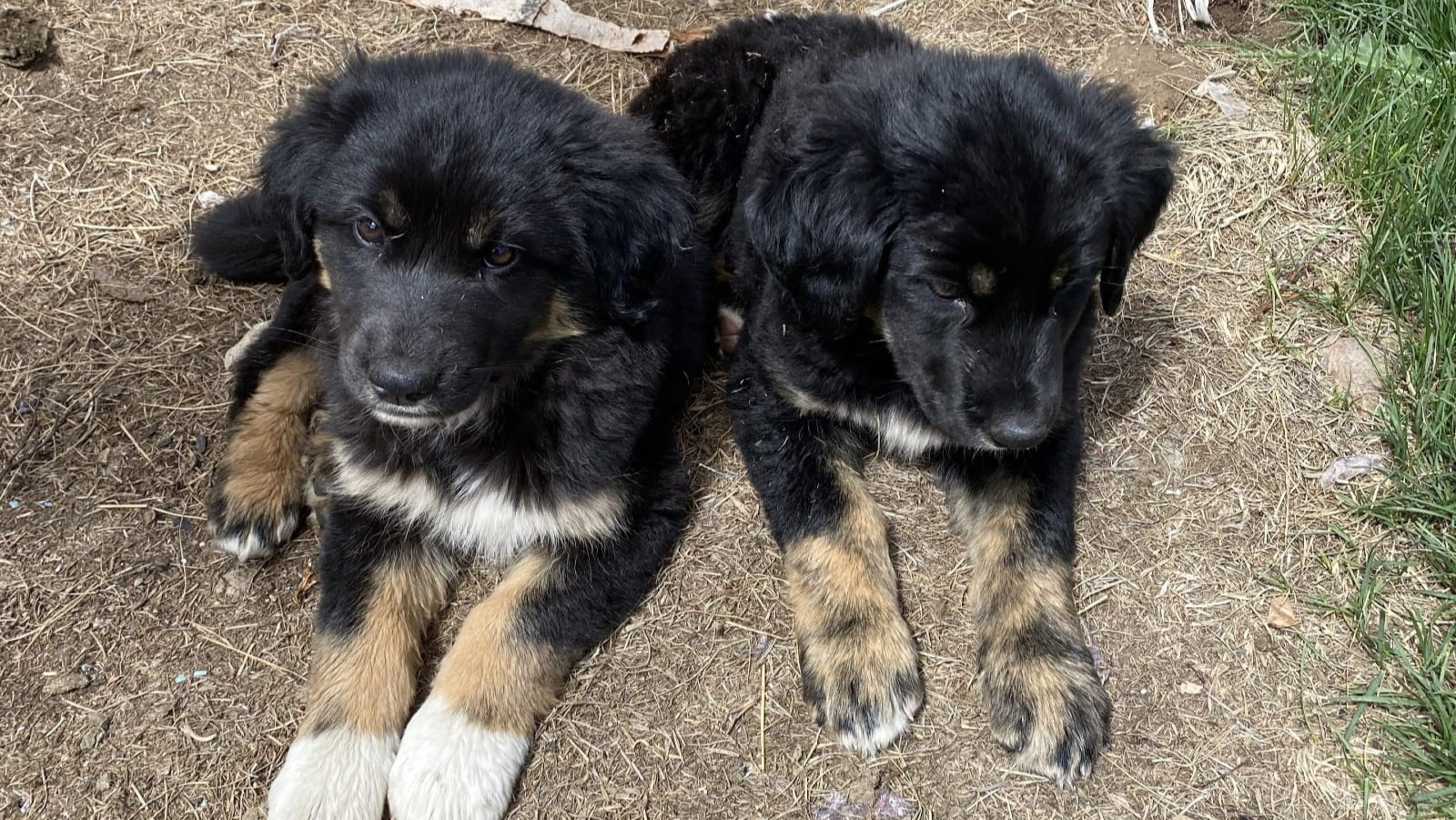 Black puppies in Naryn Region, Kyrgyzstan