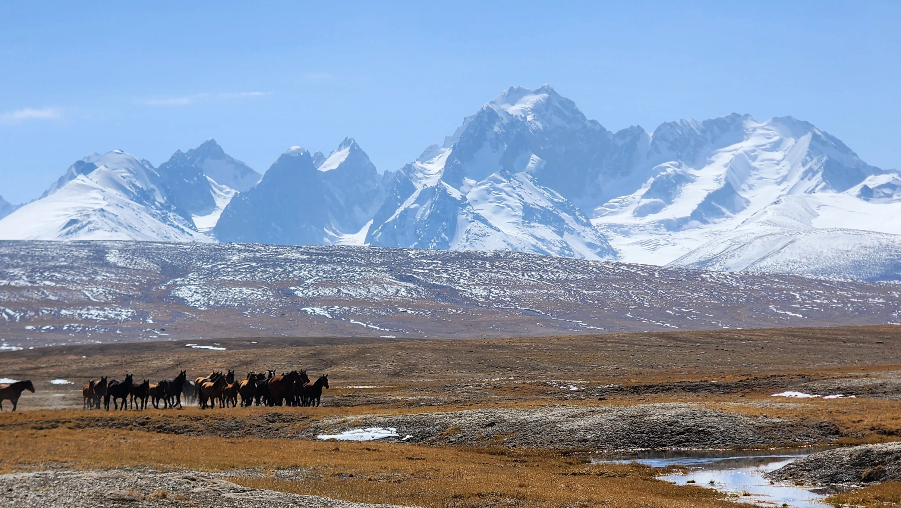Horses roaming free in Kyrgyzstan