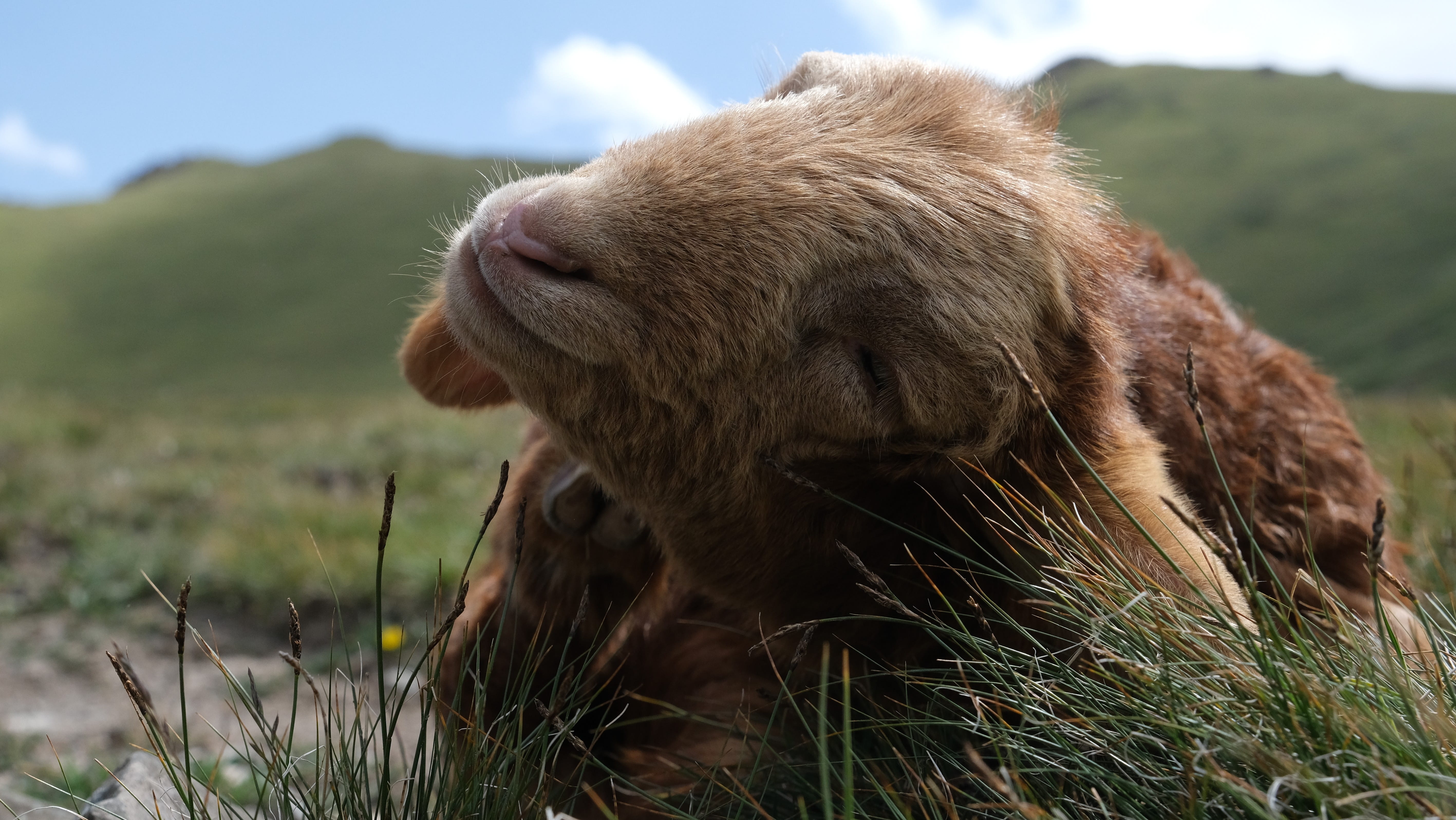 Smiling lamb in Kyrgyzstan