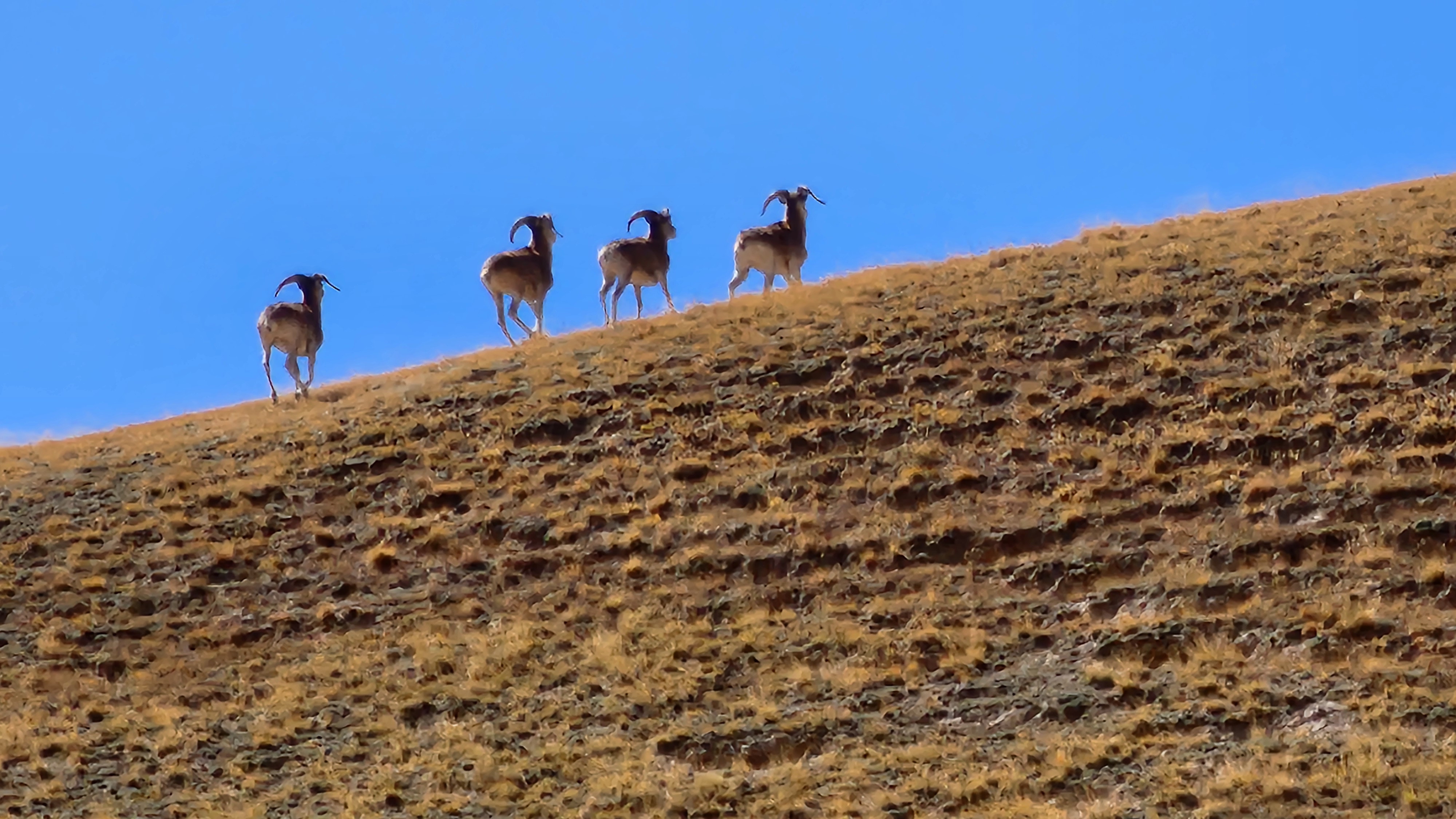 Marco-Polo Sheep in Central Kyrgyzstan