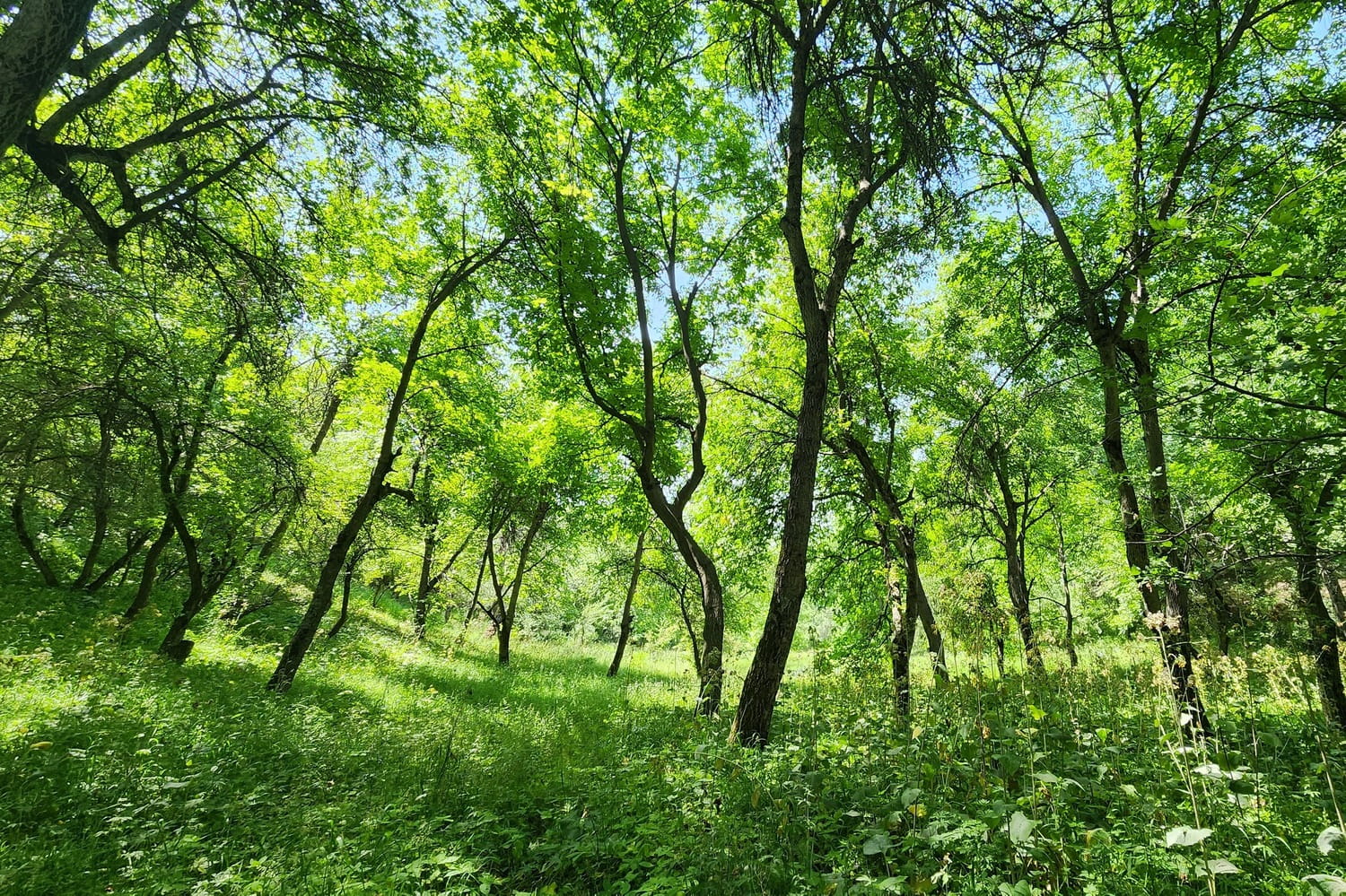 Arslanbob's walnut forests in the foothills of the Fergana Range
